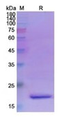 SDS-PAGE (QSOX1-6090H).jpg